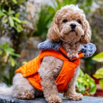 cavapoo puppies for sale in Ohio