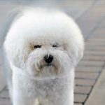 pexels-ninobur-13819465