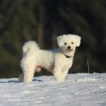 Maltese Puppies for sale in ohio