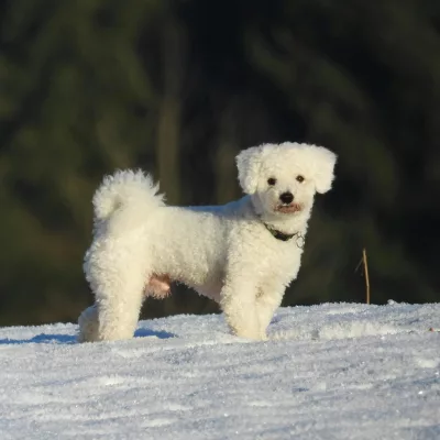 Maltese Puppies for sale in ohio