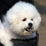 bichon frise puppies for sale in ohio
