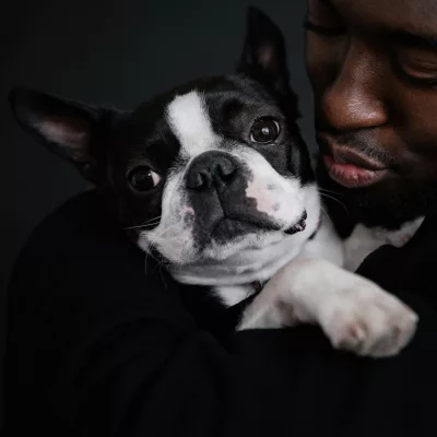 boston terrier puppies for sale in Ohio