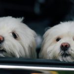 pexels-yunustug-8192221