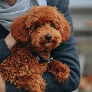 poodle puppies for sale, poodle puppy for sale