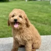 girl jasmine mini goldendoodle puppy for sale