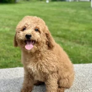 girl jasmine mini goldendoodle puppy for sale
