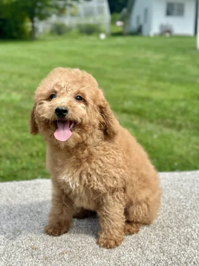 girl jasmine mini goldendoodle puppy for sale