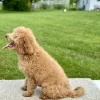 girl jasmine mini goldendoodle puppy for sale