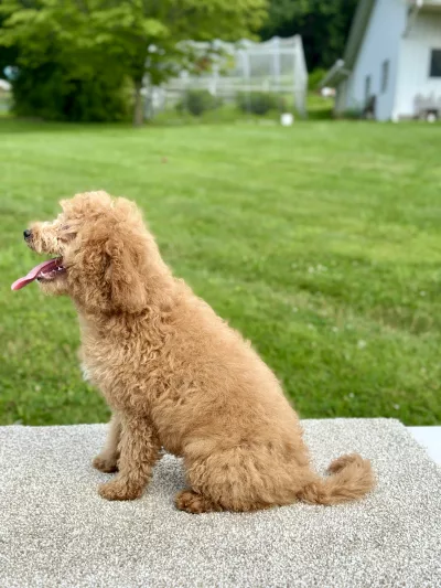 girl jasmine mini goldendoodle puppy for sale