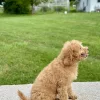 girl jasmine mini goldendoodle puppy for sale
