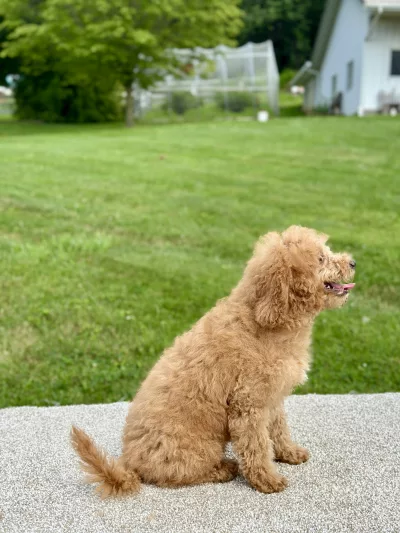girl jasmine mini goldendoodle puppy for sale