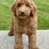 Boy goldendoodle puppy for sale