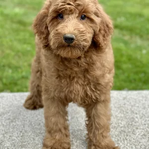 Boy goldendoodle puppy for sale