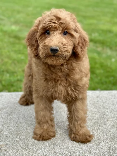 Boy goldendoodle puppy for sale
