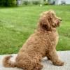 Boy goldendoodle puppy for sale