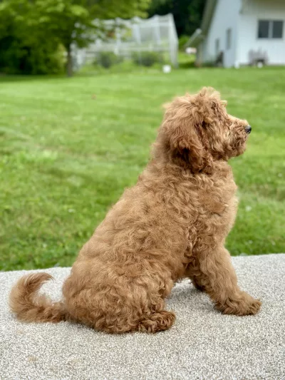Boy goldendoodle puppy for sale