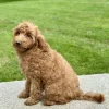 Boy goldendoodle puppy for sale
