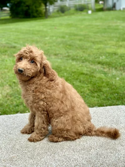 Boy goldendoodle puppy for sale