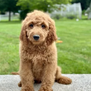 boy mini goldendoodle puppy looking to be adopted