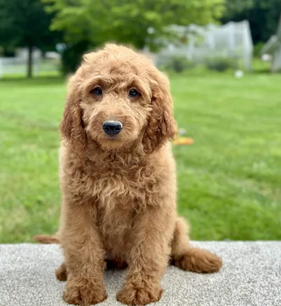 boy mini goldendoodle puppy looking to be adopted