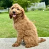boy mini goldendoodle puppy looking to be adopted