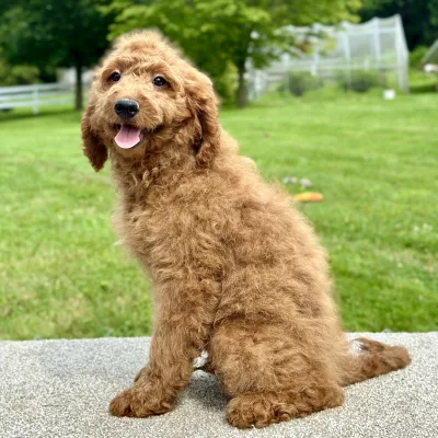 boy mini goldendoodle puppy looking to be adopted