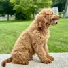 boy mini goldendoodle puppy looking to be adopted