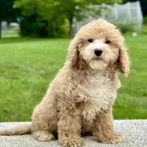 Boy Jack - Mini Goldendoodle