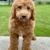 boy goldendoodle puppy for adoption