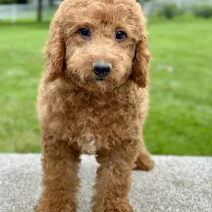 boy goldendoodle puppy for adoption