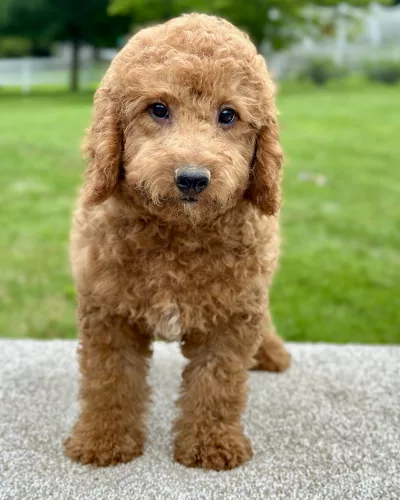 boy goldendoodle puppy for adoption