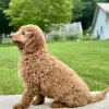 boy goldendoodle puppy for adoption