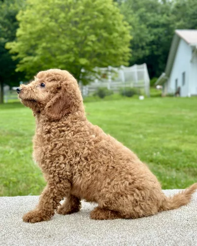 boy goldendoodle puppy for adoption