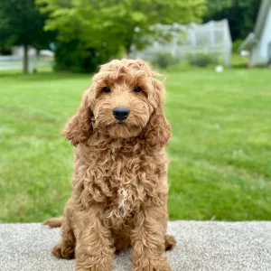 Boy goldendoodle puppy for adoption