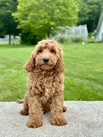 Boy goldendoodle puppy for adoption