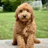 Boy goldendoodle puppy for adoption