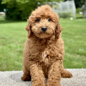 Boy goldendoodle puppy for adoption