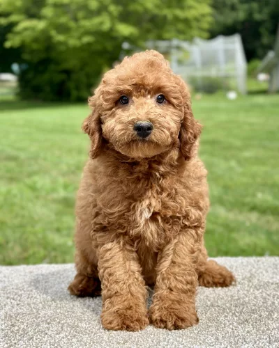 Boy goldendoodle puppy for adoption