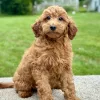 girl jade female mini goldendoodle