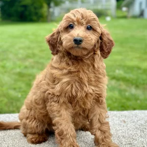 girl jade female mini goldendoodle