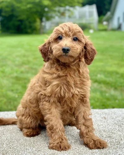 girl jade female mini goldendoodle