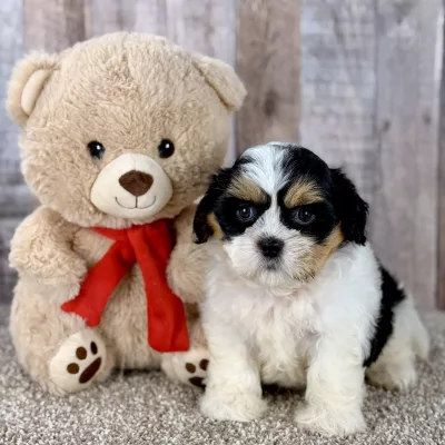 male shih tzu puppy for sale