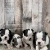 Boy and Girls boston terrrier puppies for adoption