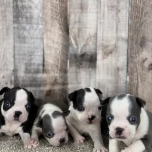 Boy and Girls boston terrrier puppies for adoption