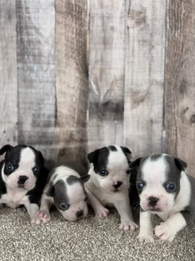 Boy and Girls boston terrrier puppies for adoption