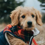 pexels-jaydenburdick-9942475