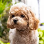 pexels-manish-sharma-1900698-29932017