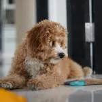 pexels-prasanjeet-shyam-279139-17790750