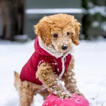 pexels-skyler-ewing-266953-4597755