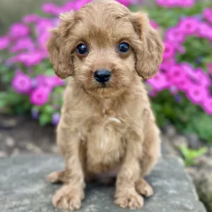 Girl Fern - Cavapoo